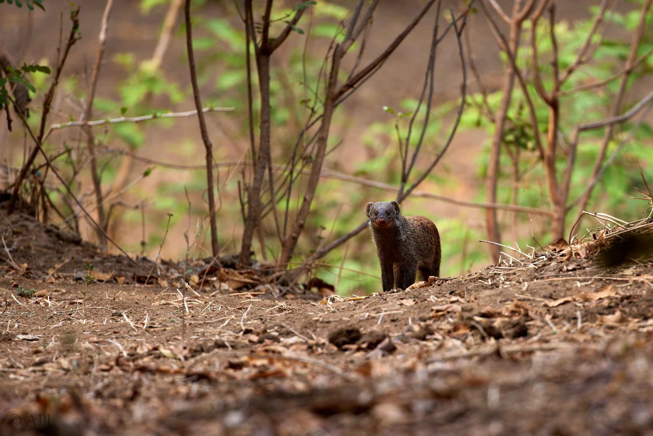 00656 APJ  A7A3518 CR3D