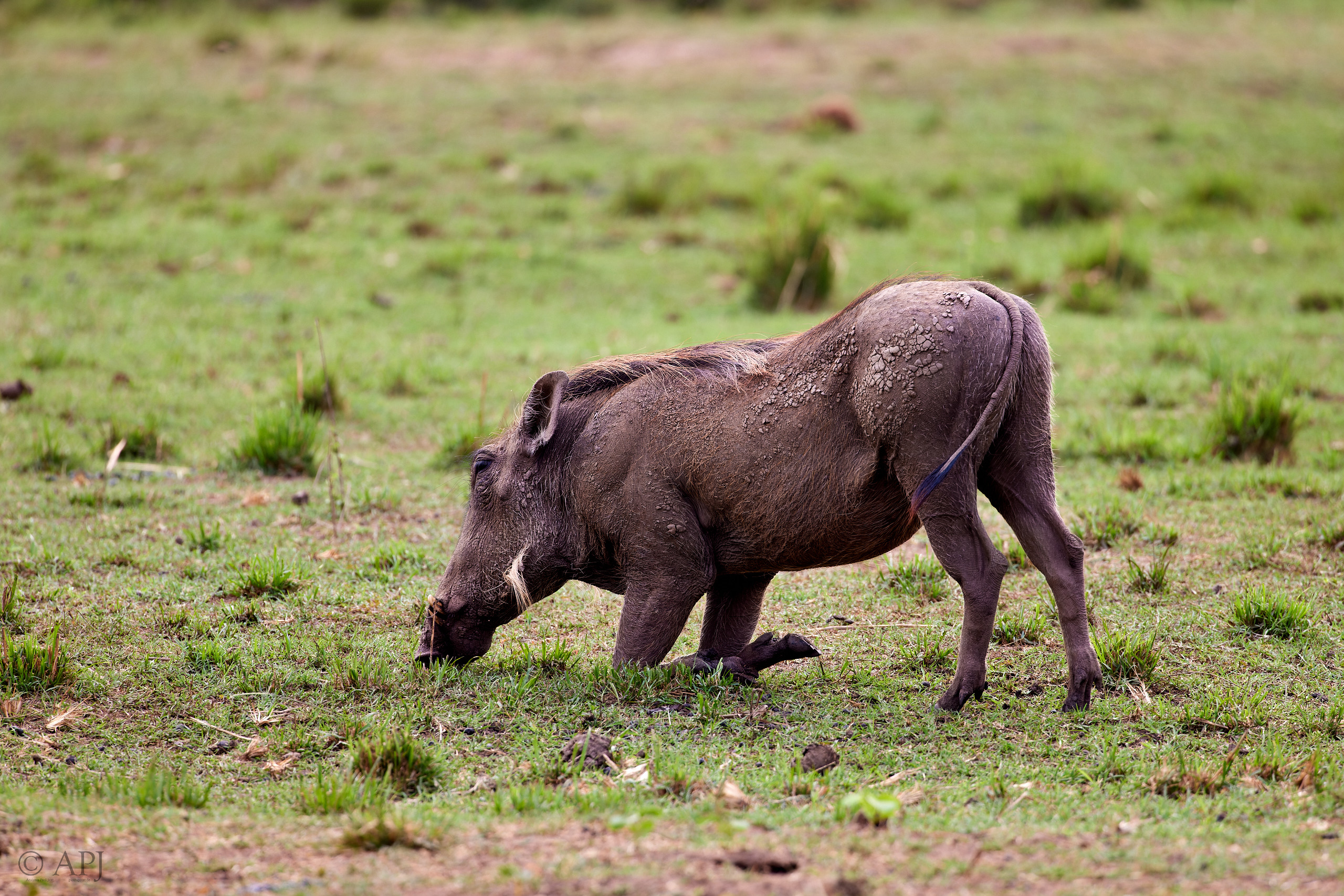 00658 APJ  A7A3547 CR3D