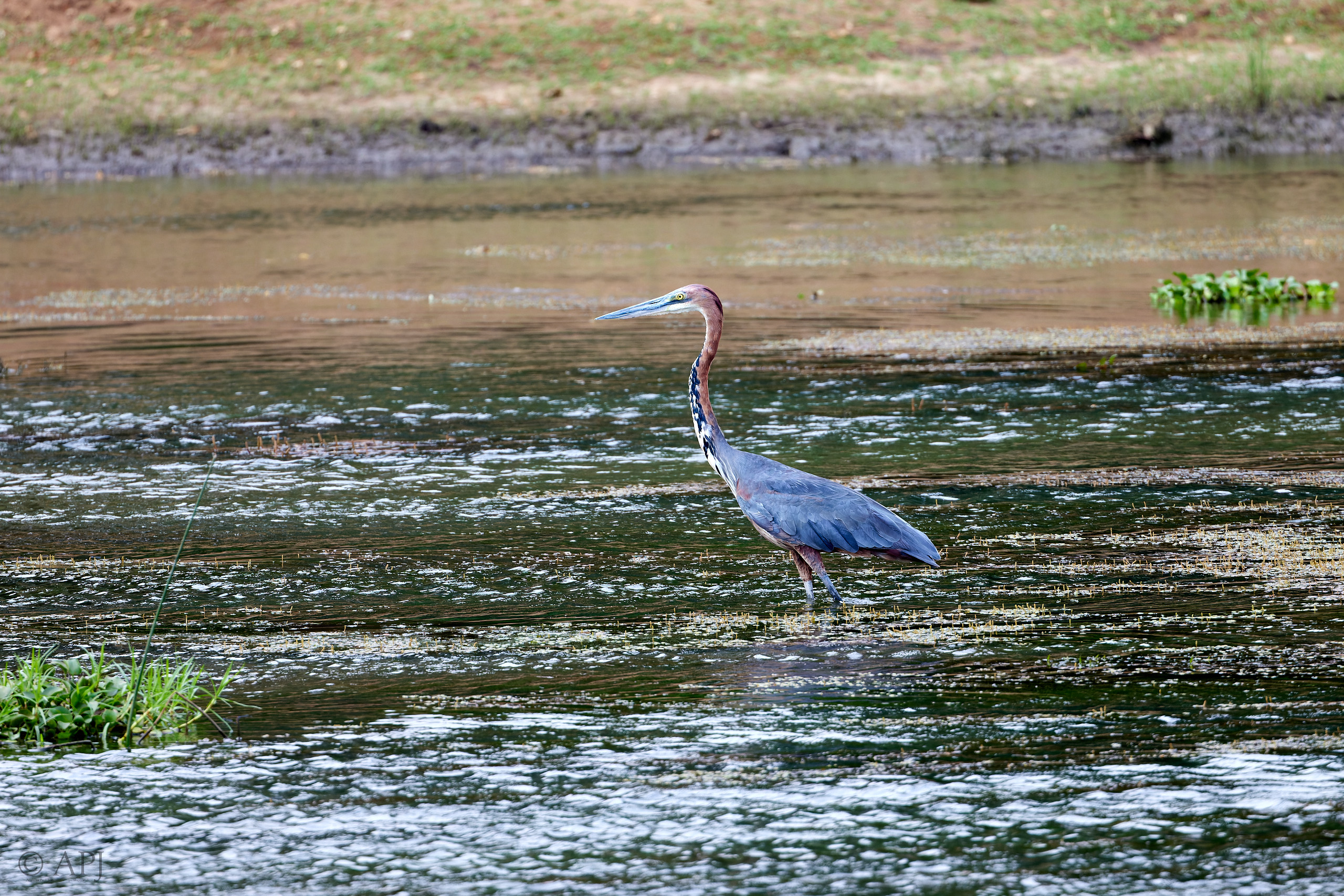 00662 APJ  A7A3560 CR3D