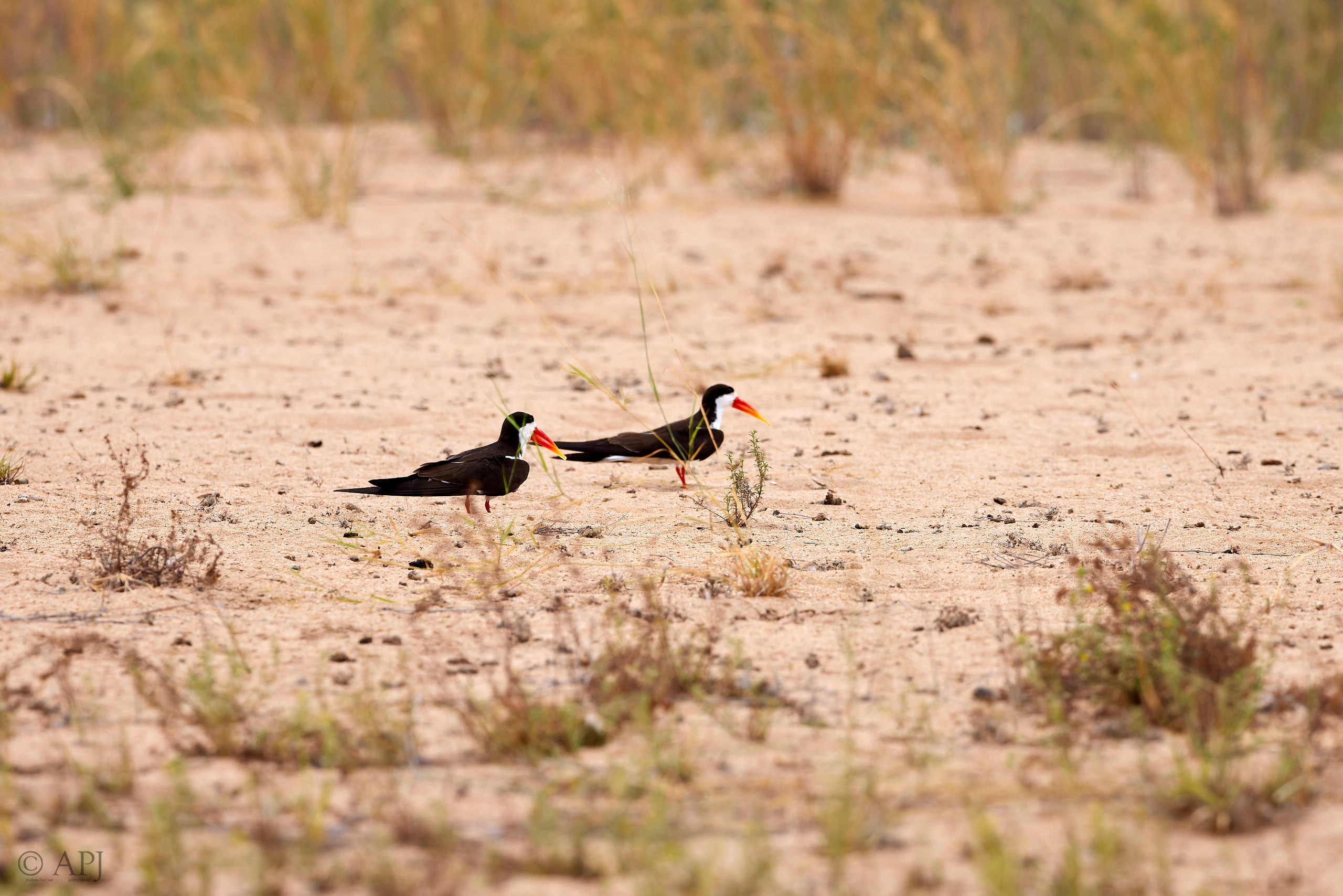 00681 APJ  A7A3922 CR3D