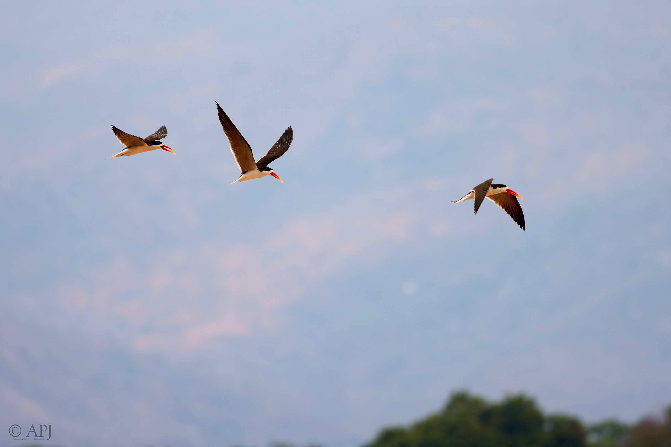 00686 APJ  A7A3952 CR3D