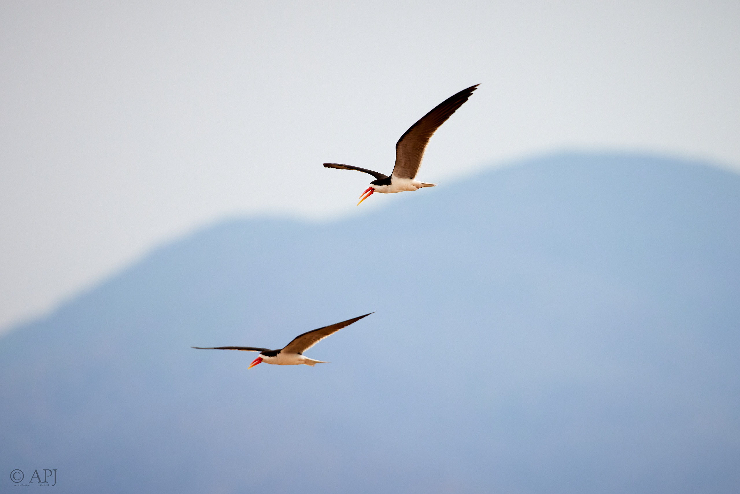 00687 APJ  A7A3961 CR3D