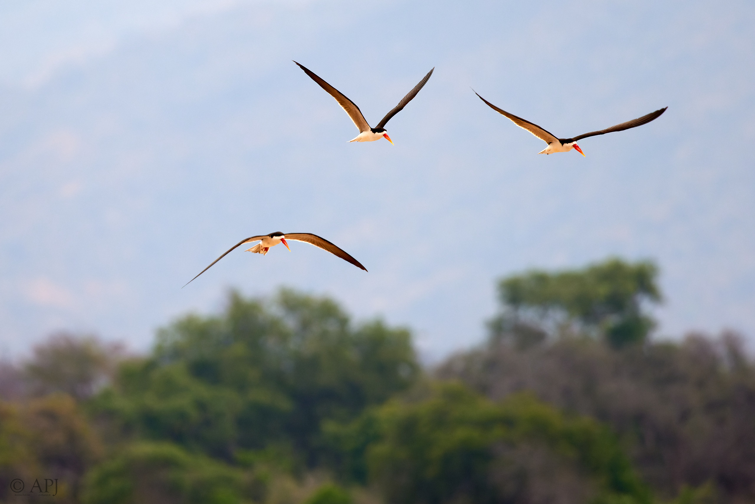 00689 APJ  A7A3979 CR3D