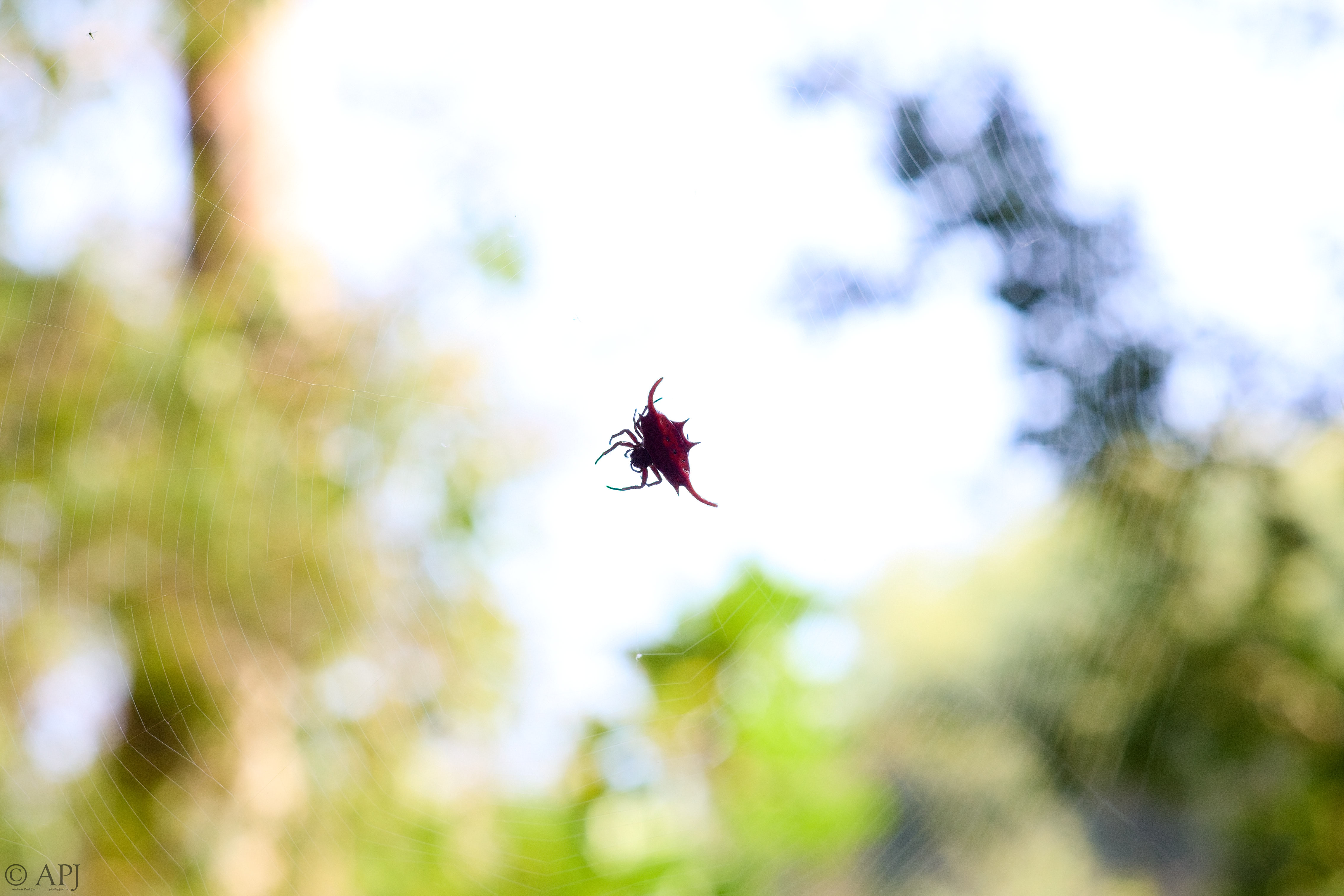 0169 APJ A7A4977 DXO