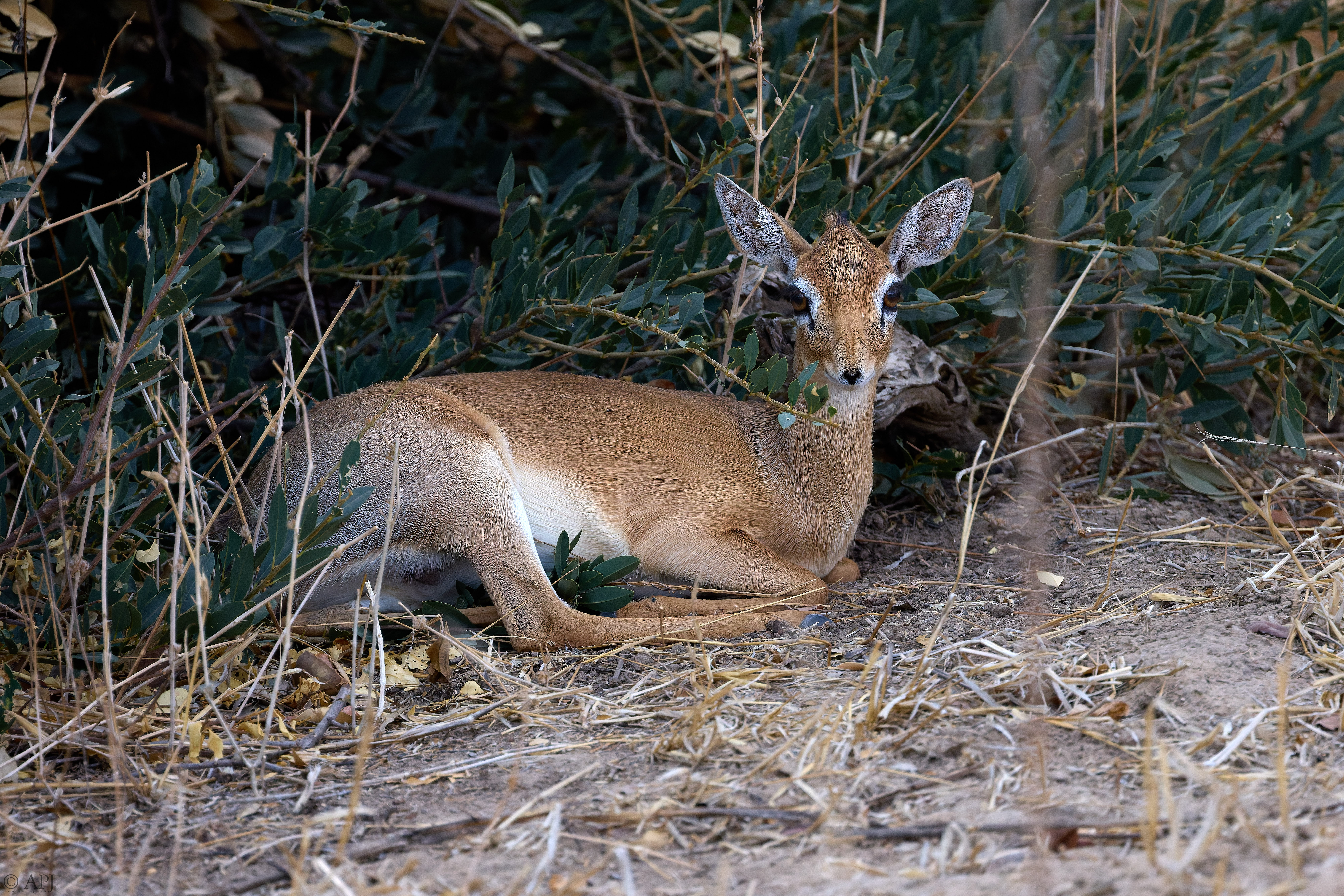 0295 APJ A7A7492 DXO