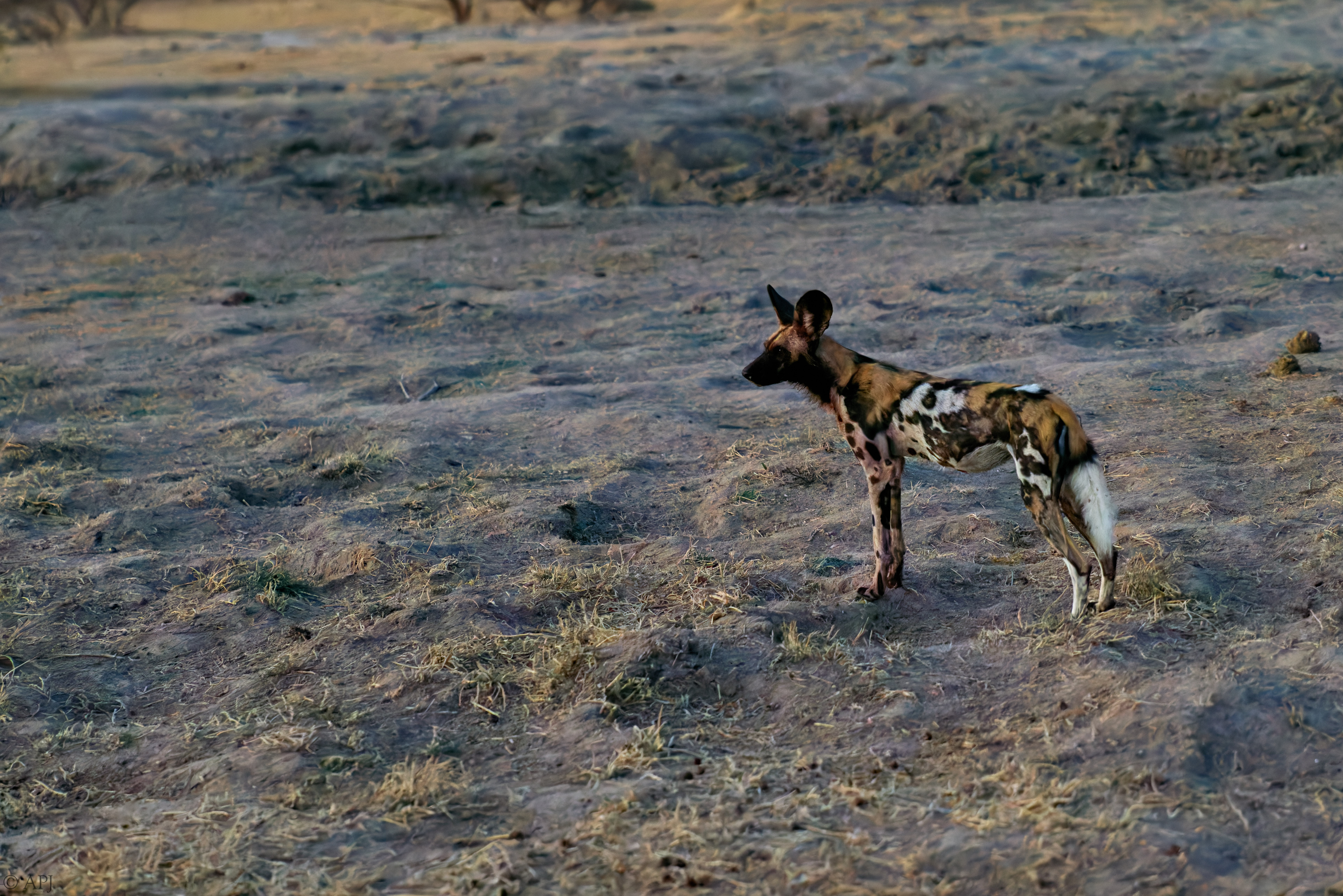 0387 APJ 2178 DXPPR5